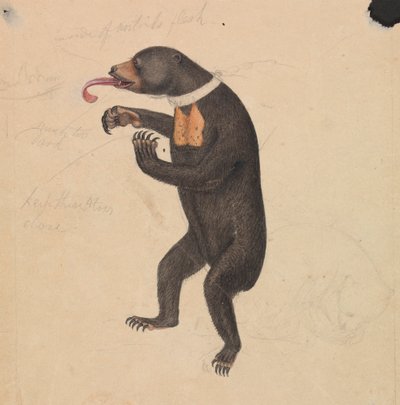 Un ours-soleil - James Sowerby