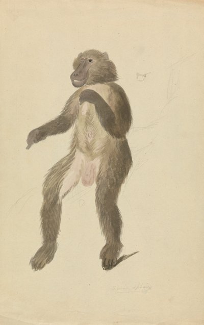 Un mandrill - James Sowerby