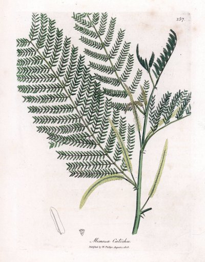 Acacia à cachou - Catechu, Acacia catechu - James Sowerby