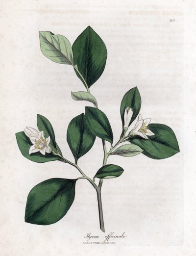 Styrax officinal, Styrax officinalis - James Sowerby