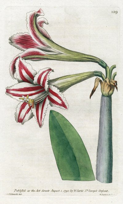 Amaryllis variété, originaire d