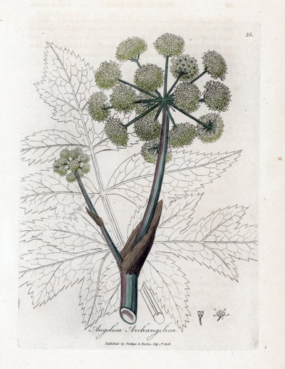 Angélique vraie ou officinale - Angelica archangelica. Gravure à la main d