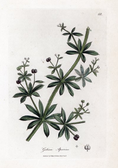 Gaillet gratteron, Galium aparine - James Sowerby