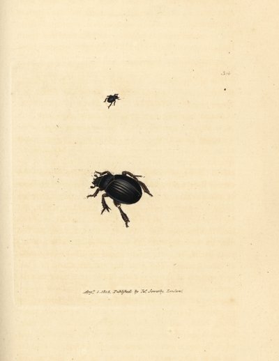 Aphodius arenarius (Scarabaeus ovalis) - James Sowerby