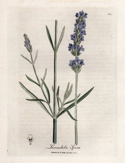 Lavande apic - James Sowerby