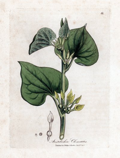 Aristoloche clématite - James Sowerby