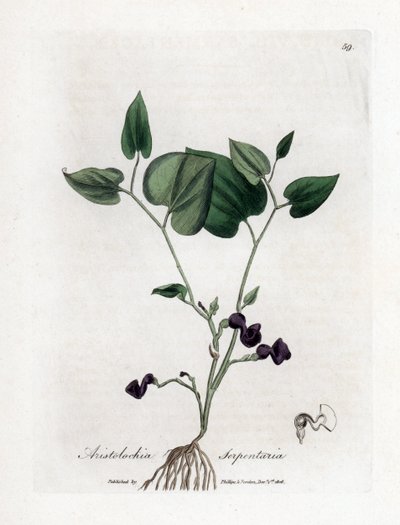 Aristoloche variée - Aristolochia serpentaria. Gravure à la main d
