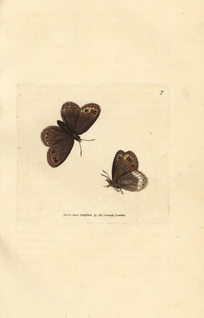 Némusienne, Erebia ligea - James Sowerby