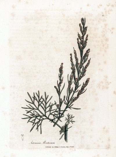 Aurone ou citronnelle ou armoise citronnelle - Southernwood, Artemisia abrotanum. Gravure à la main d