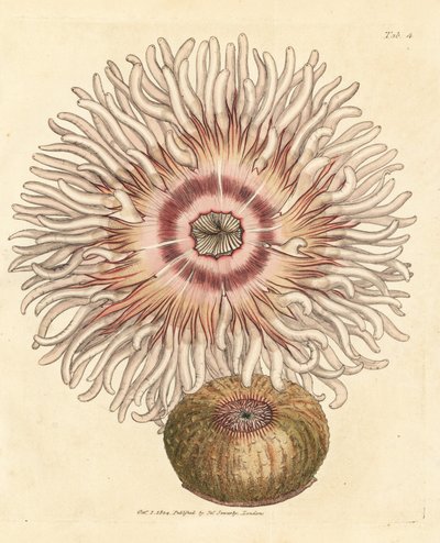 Anémone perle, Actinia equina - James Sowerby