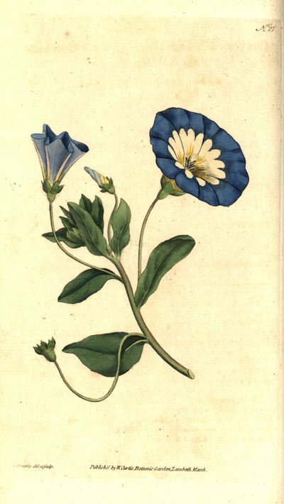Belle de jour ou liseron tricolore, illustration botanique de James Sowerby du Botanical Magazine de William Curtis - James Sowerby