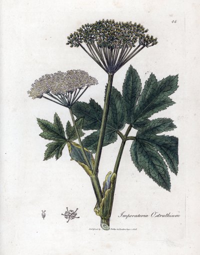 Benjoin ou impératoire - Impératoire commune, Imperatoria ostruthium - James Sowerby