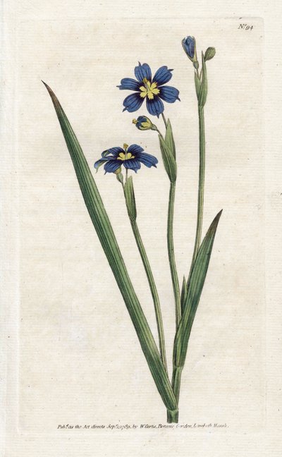 Bermudienne à feuilles étroites - James Sowerby