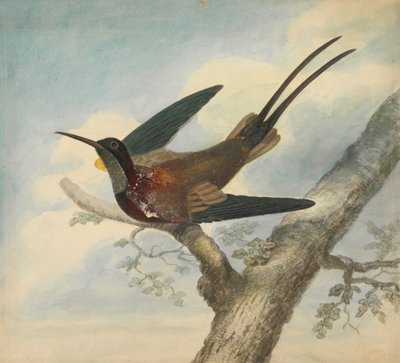 Oiseau de paradis et verso : esquisse d
