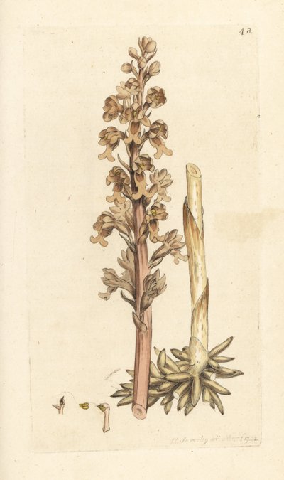 Orchis nid d