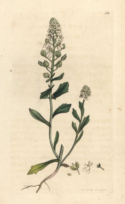 Iberis amère, Iberis amara - James Sowerby