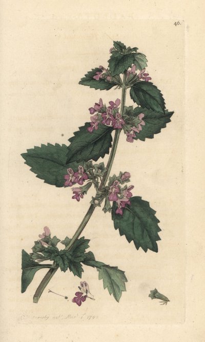 Ballote noire, Ballota nigra. Gravure à la main en couleur d