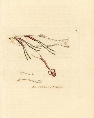 Copépode parasite sur l