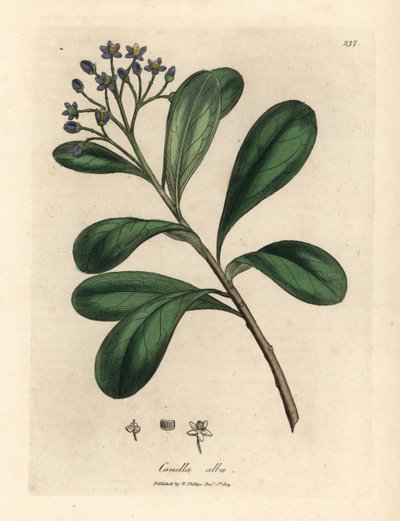 Canella alba, Canella winterana - James Sowerby