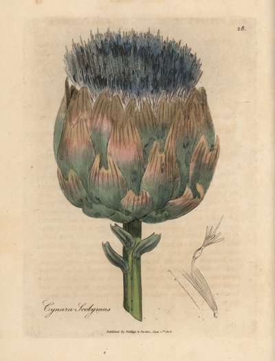 Artichaut à fleurs bleues et pourpres, Cynara scolymus - James Sowerby