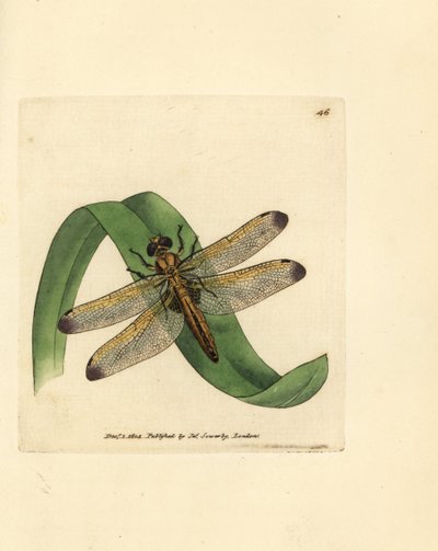 Libellule bleue, Libellula fulva (Libellule tachée, Libellula conspurcata) - James Sowerby