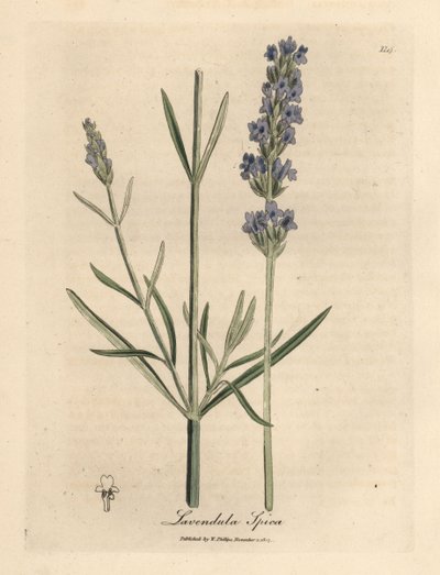 Lavande à fleurs bleues, Lavandula spica - James Sowerby