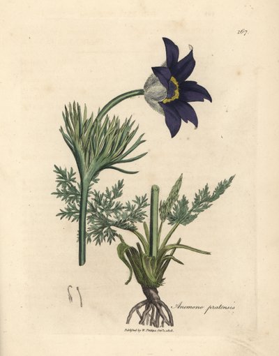 Anémone des prés à fleurs bleues, Anemone pratensis - James Sowerby