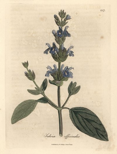 Salvia officinalis - James Sowerby