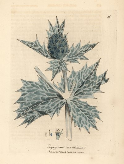 Panicaut maritime à fleurs bleues, Eryngium maritinum - James Sowerby