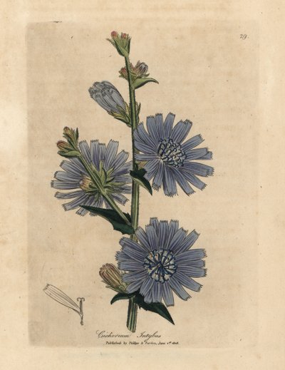 Cichorium intybus - James Sowerby