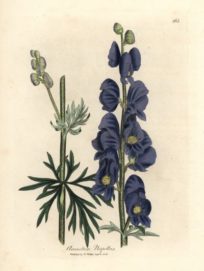 Aconit napel à fleurs bleues, Aconitum napellus - James Sowerby