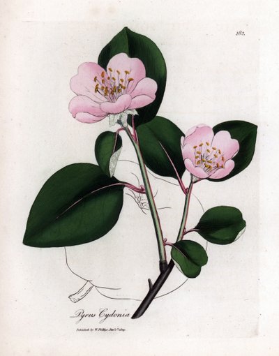 Planche botanique : fleurs et coing, fruit du cognassier (Cydonia oblonga) - James Sowerby