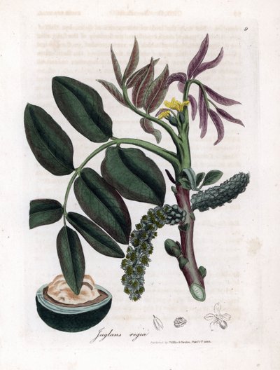 Planche botanique : feuilles, plantes et fruit de noyer - James Sowerby