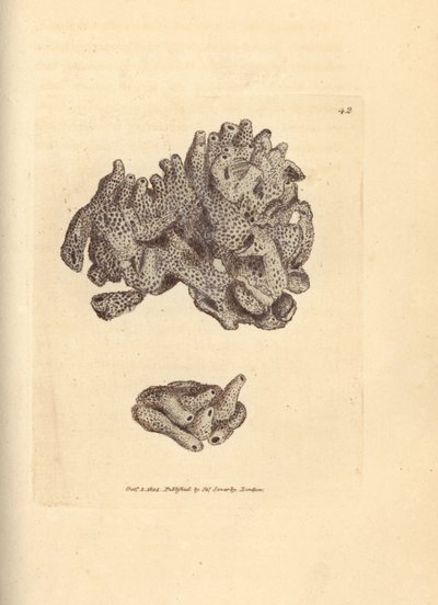 Éponge mie de pain, Halichondria panicea - James Sowerby