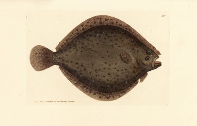 Barbue ou poisson cerf-volant, Scophthalmus rhombus - James Sowerby