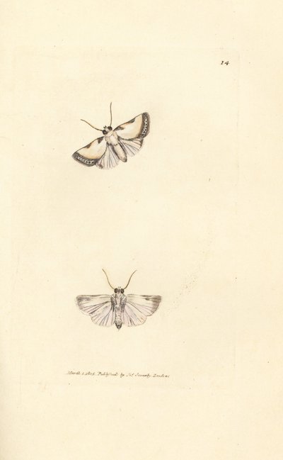 Beauté de Brixton, Acontia nitidula - James Sowerby