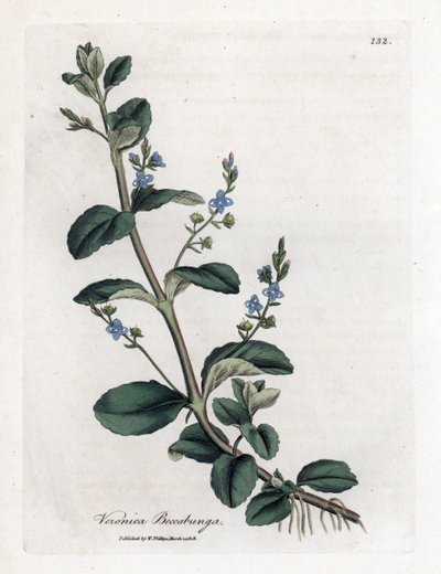 Véronique de ruisseau, Veronica beccabunga - James Sowerby