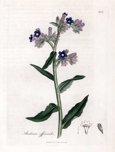 Buglosse officinale - James Sowerby