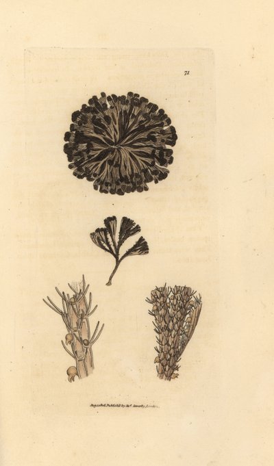 Bugulina avicularia - James Sowerby