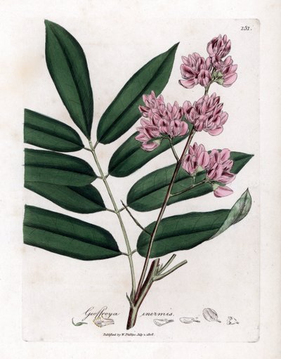 Arbre à chou ou écorce de chou - Arbre à chou, Andira inermis. Gravure à la main d