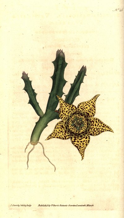 Cactus d
