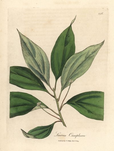 Camphrier - James Sowerby
