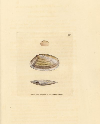 Coquille de telline sucrée, Tellina similis. Gravure en cuivre colorée à la main par James Sowerby du British Miscellany, ou Figures colorées de sujets animaux nouveaux, rares ou peu connus. - James Sowerby