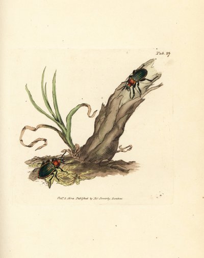 Carabe brillant. Gravure à la main en cuivre colorée par James Sowerby de The British Miscellany, ou Figures colorées de sujets animaux nouveaux, rares ou peu connus - James Sowerby