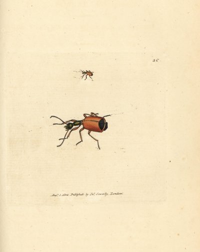 Carabe à col rond - James Sowerby