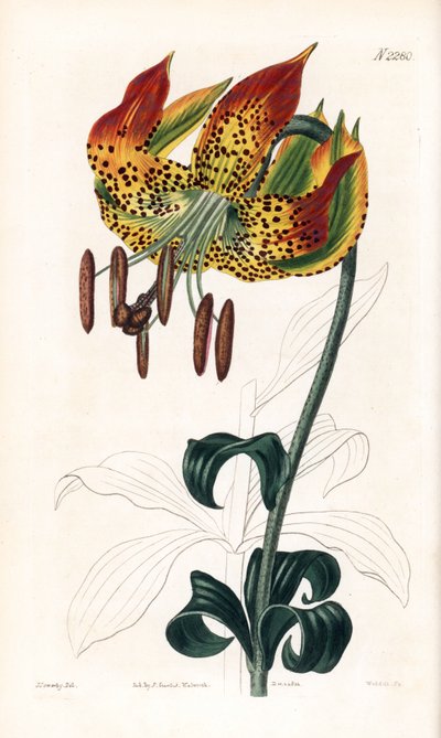 Lys de Caroline - James Sowerby