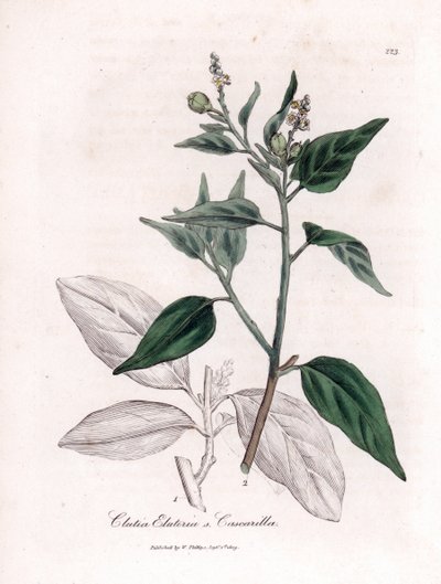 Cascarille officinale ou bois de quinquina doux ou faux - Cascarilla, Croton (Clutia) eluteria - James Sowerby