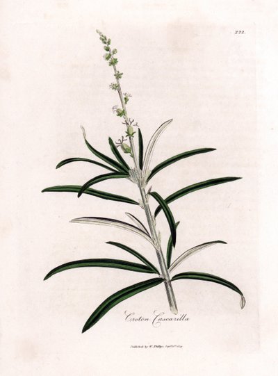 Cascarille officinale, Croton eluteria - James Sowerby