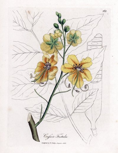 Cassia, faux séné, faux caroubier, pluie d