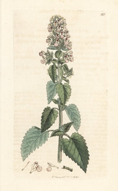 Cataire, Nepeta cataria (cataire). Gravure à la main d